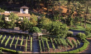 Winery events in the fall